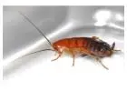 Protect Your Health: Effective German Cockroach Control Solutions 