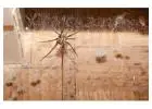 Top-Rated Spider Killers: Choosing the Best Insecticide for Your Needs 