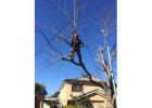 Tree Removal Sydney