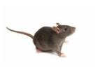 Protect Your Home with Professional Rodent Control in Melbourne