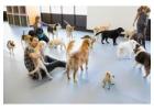 Dog Boarding Wag Montavilla